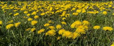 Bahçede karahindiba veya hamur köftesi (Taraxacum officinale). 