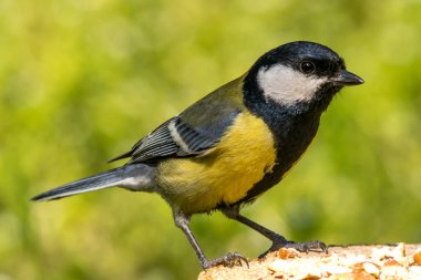 The great tit (Parus major) is a bird in fields, forests and farms. 