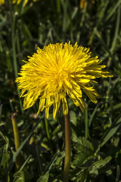 Gnocco Tarassaco Gnocco Taraxacum Officinale Giardino — Foto Stock