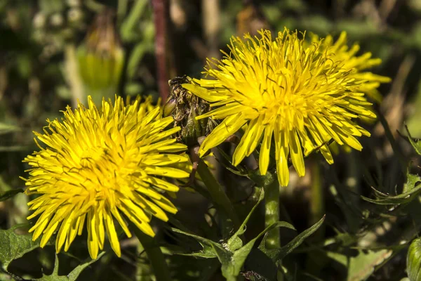 Gnocco Tarassaco Gnocco Taraxacum Officinale Giardino — Foto Stock