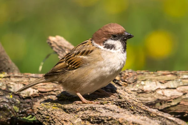 Veldmus Passer Montanus Een Vogelsoort Uit Familie Van Passeridae — Stockfoto