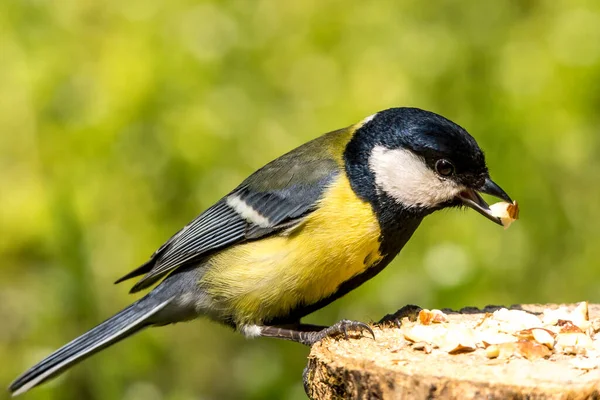 Велика Цибуля Грец Parus Major Птах Полях Лісах Фермах — стокове фото