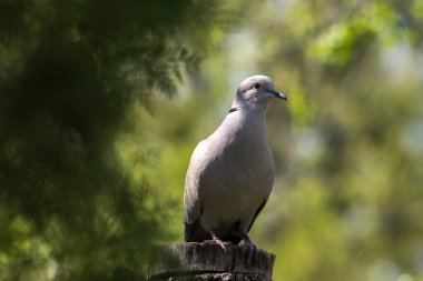 Yakalı Güvercin (Streptopelia decaocto) yararlı bir bahçe kuşu.
