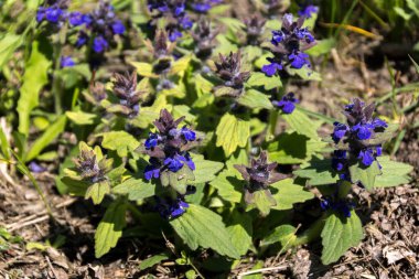 Hendek kıyısındaki ortak tendon (Ajuga genevensis). 