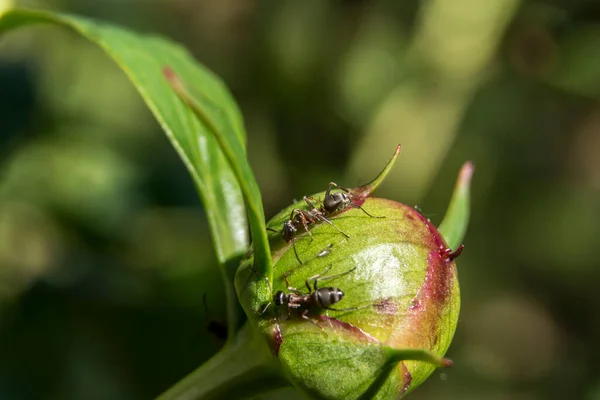 Τετραμόριο Tetramorium Caespitum Στους Οφθαλμούς Των Παιώνιων — Φωτογραφία Αρχείου