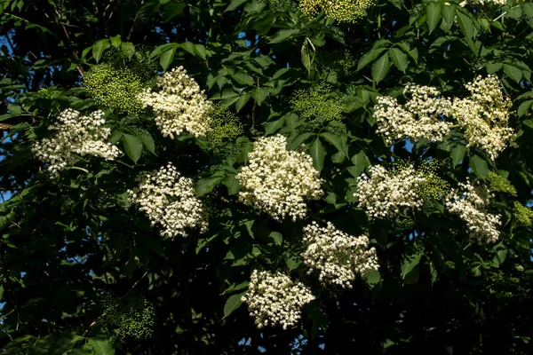 Renda Rainha Ana Daucus Carota Campo — Fotografia de Stock