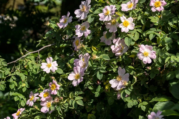 Vildros Rosa Canina Över Busken Med Massor Blommor — Stockfoto