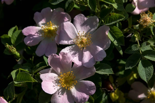 Dzika Róża Rosa Canina Nad Krzewem Mnóstwem Kwiatów — Zdjęcie stockowe