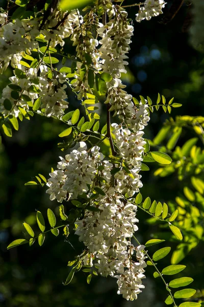 Locusta Nera Robinia Pseudoacacia Fiore Proprietà Commestibili Medicinali — Foto Stock