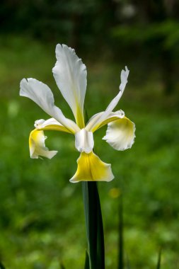 İris çiçeğindeki bahar bahçesi süsü..