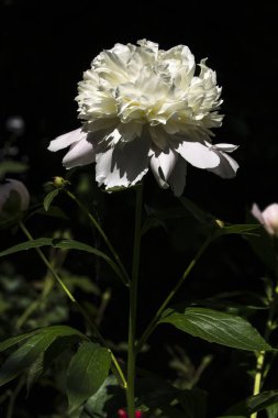 Şakayık (Paeonia officinalis) Mayıs ayında çiçek açıyor.