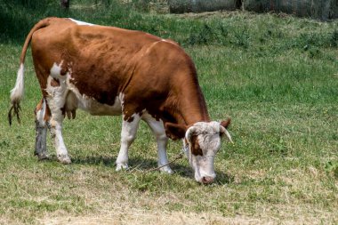 Sığırlar (Bos taurus) otlakta otlar.. 