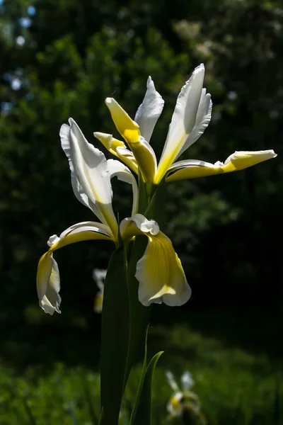 Ornement Jardin Printemps Dans Fleur Iris — Photo