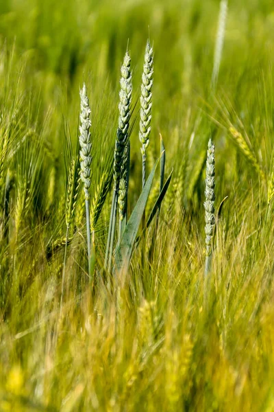 Winter Barley Yellow Field Full Maturation — Stock Photo, Image