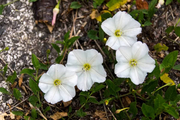 Bindweed Convolvulus Arvensis Ροζ Λουλούδι Στον Κήπο — Φωτογραφία Αρχείου