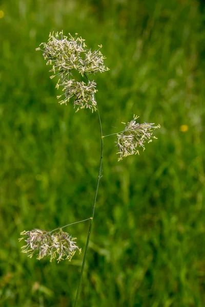 Wodorosty Węzełkowe Dactylis Glomerata Trawą Przydrożną — Zdjęcie stockowe