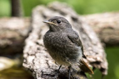 Paslı içecek ve banyo iş içmeye geldi..
