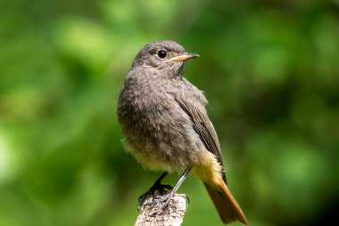 Paslı içecek ve banyo iş içmeye geldi..