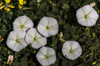 Bindweed (Convolvulus arvensis) sürünen bir ot tarlasıdır..