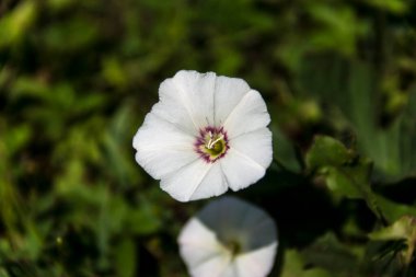Bindweed (Convolvulus arvensis) sürünen bir ot tarlasıdır..