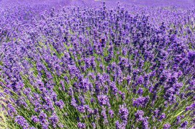 İlkbahar, yaz lavanta açılışı (Lavandula angustifolia).