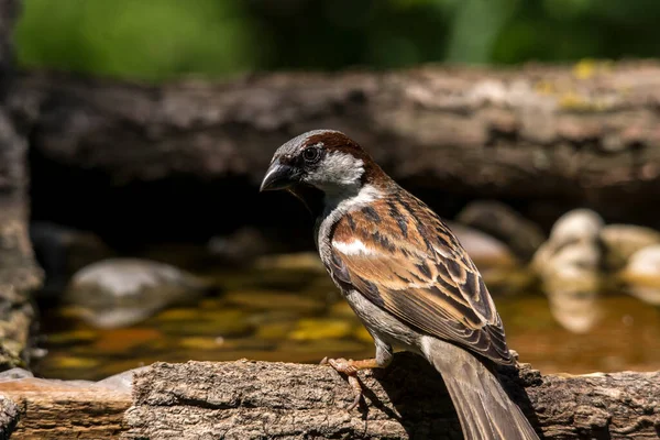 Juste Moineau Sur Rocher Nature Animal — Photo