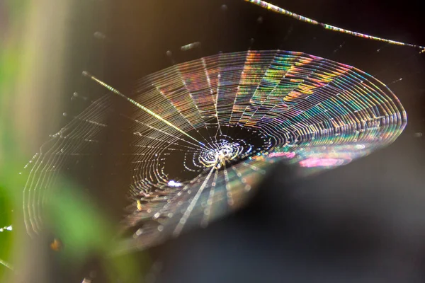 Cobweb Luz Solar Medida Que Refração Desenvolve — Fotografia de Stock