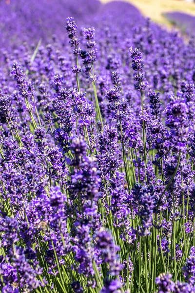 Våren Sommaröppning Lavendel Lavandula Angustifolia — Stockfoto