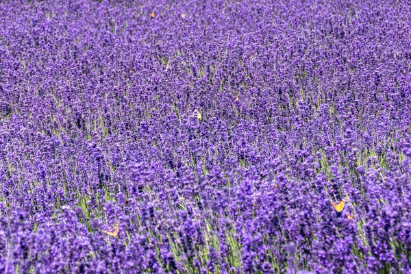 夏薰衣草 Lavandula Angustifolia — 图库照片