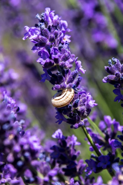 Randig Snigel Theodoxus Transversalis Lavendel — Stockfoto