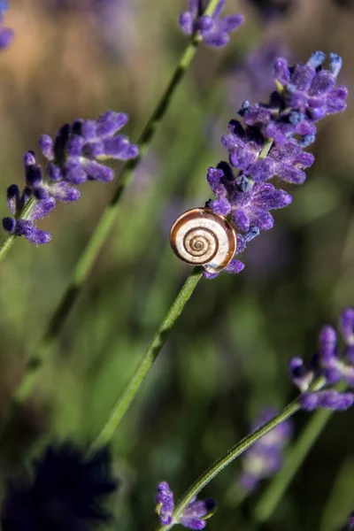 Lumaca Striata Theodoxus Transversalis Sulla Lavanda — Foto Stock