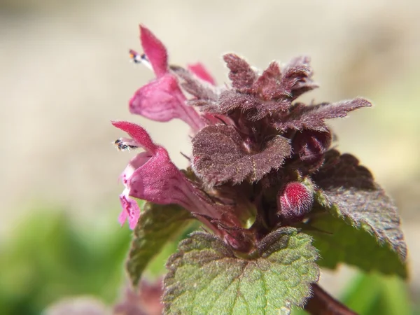 Urtiga morta (Lamium sp. .), — Fotografia de Stock