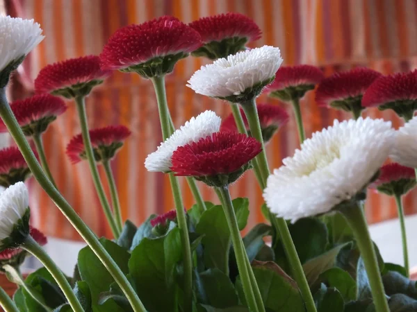 De daisy (Bellis perennis) — Stockfoto