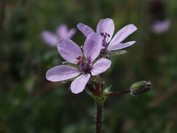 Iglica pospolita (Iglica pospolita) — Zdjęcie stockowe