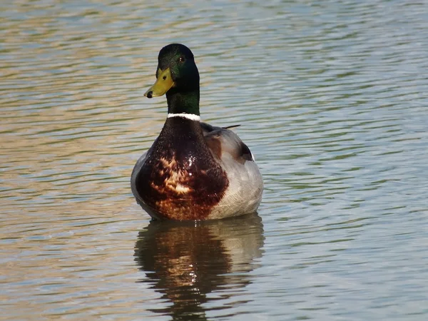 Stockente (Anas platyrhynchos)) — Stockfoto