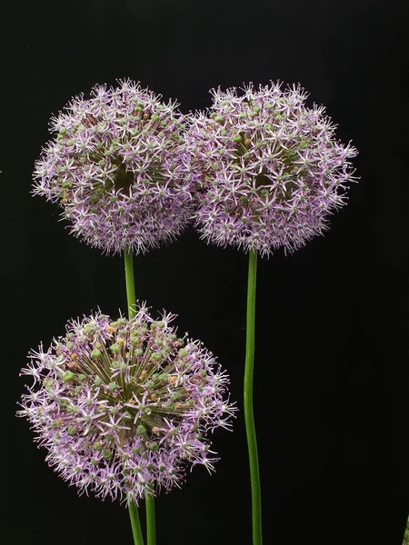 Ozdobne cebula (Allium dichlamydeum) — Zdjęcie stockowe