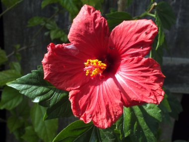 .Dev hibiscus (ebegümeci moscheutos)