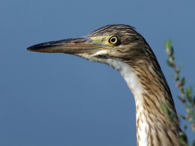 Alaca (Ardeola ralloides)