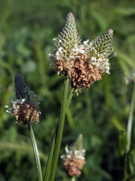 Plantain (Plantago lanceolata) — Φωτογραφία Αρχείου