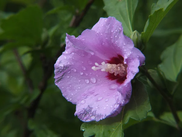 .Mallow krzew (Hibiscus syriacus) — Zdjęcie stockowe