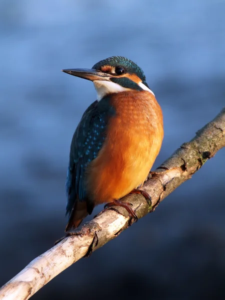 .翠鸟（Alcedo at this）) — 图库照片