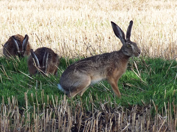 .Hare (Lepus europaeus) — Stok fotoğraf