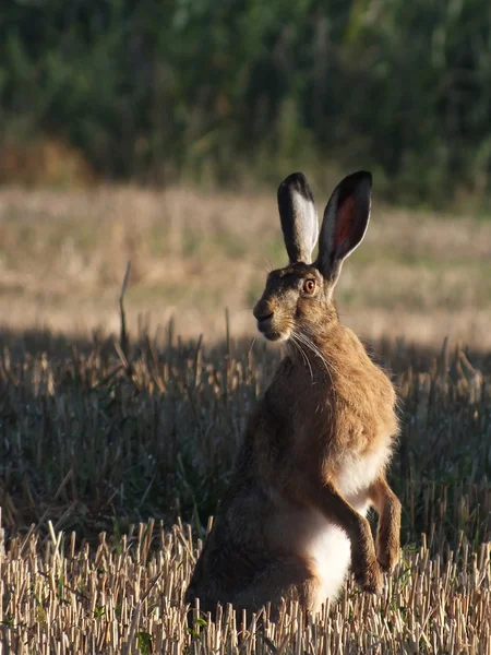 .Hare (Lepus europaeus) — Stok fotoğraf