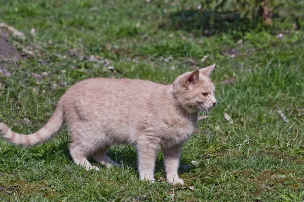 Gatto. — Foto Stock