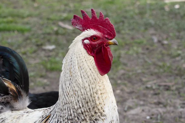 Witte haan — Stockfoto