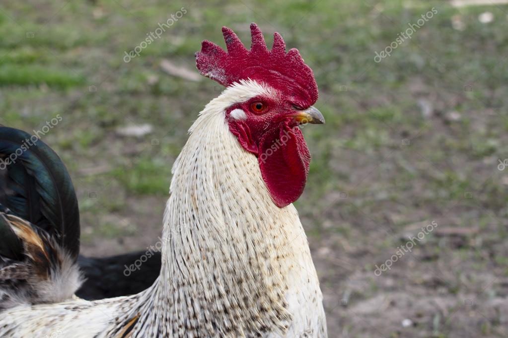 Foto di grande bianco Cocks
