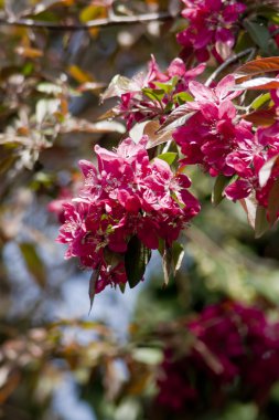 Japonca ayva (Chaenomeles)
