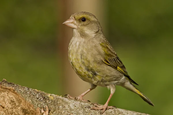 Greenfinch (Coeloglossum viride) — Stock fotografie