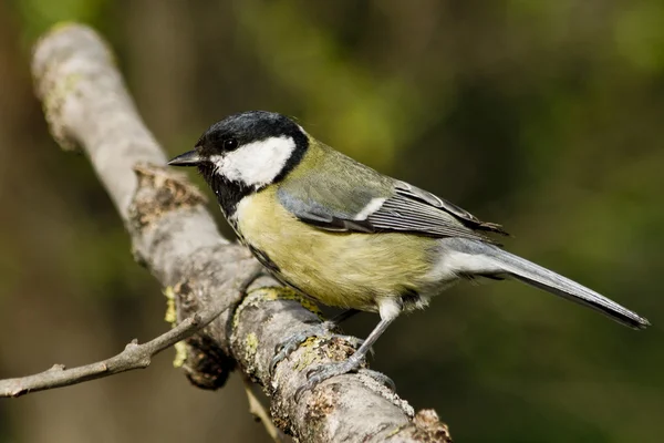 Μεγάλη tit (parus μεγάλες) — Φωτογραφία Αρχείου