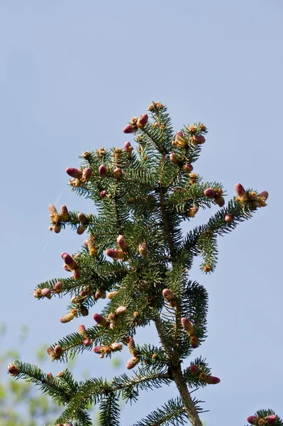 İskoç çam (pinus sylvestris) — Stok fotoğraf